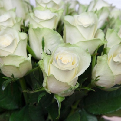 rosas-blanco-puro-430x430 rosas-blanco-puro-430x430
