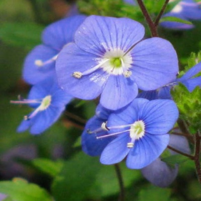 veronicas_440x440 veronicas_440x440