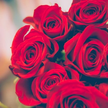 san-valentin-rosas-derecha san-valentin-rosas-derecha