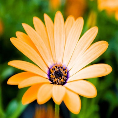 margarita_amarilla_400x400 margarita_amarilla_400x400