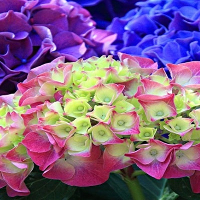 hortensias_exclusivas_400x400 hortensias_exclusivas_400x400