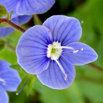 veronica_azul_400x400 veronica_azul_400x400