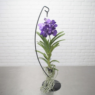 orquidea_vanda_430x430 orquidea_vanda_430x430