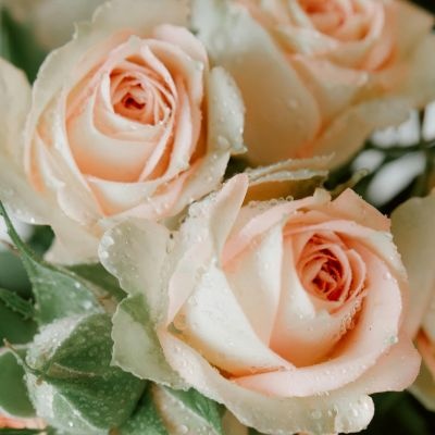 rosas_humedecidas-400x400 rosas_humedecidas-400x400