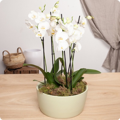 orquideas-blancas-maceta-blanca-430x430 orquideas-blancas-maceta-blanca-430x430