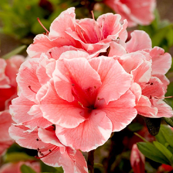 azalea-350x350 azalea-350x350