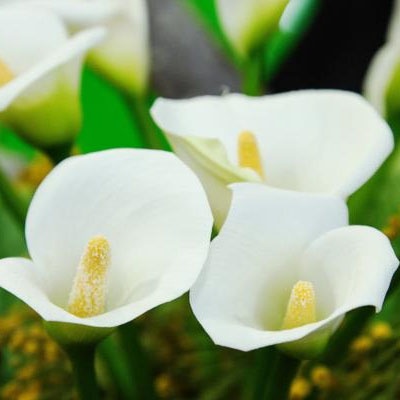 calas_colores_400x400 calas_colores_400x400