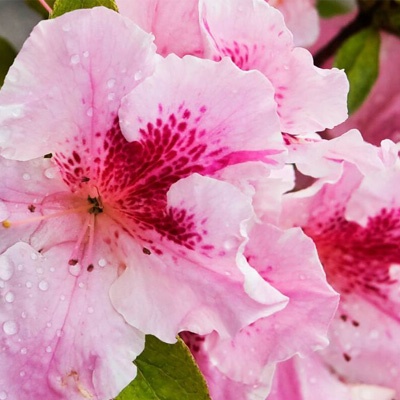 azalea_rosa_interior_rojo_400x400 azalea_rosa_interior_rojo_400x400