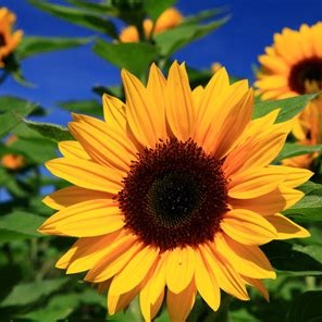 girasoles_verde girasoles_verde