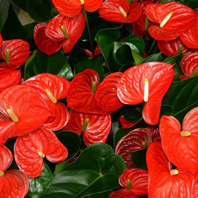 anthurium_varios_400x400 anthurium_varios_400x400
