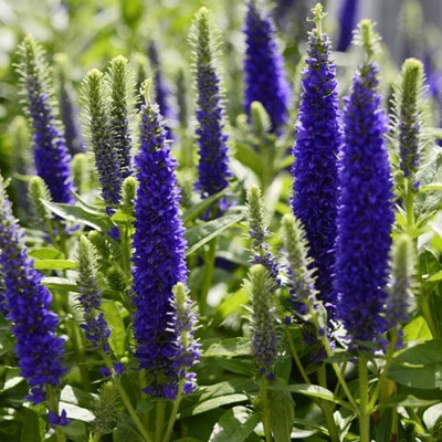 veronicas_campo_400x400 veronicas_campo_400x400