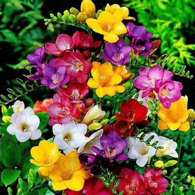 fresias_colores_2_400x400 fresias_colores_2_400x400