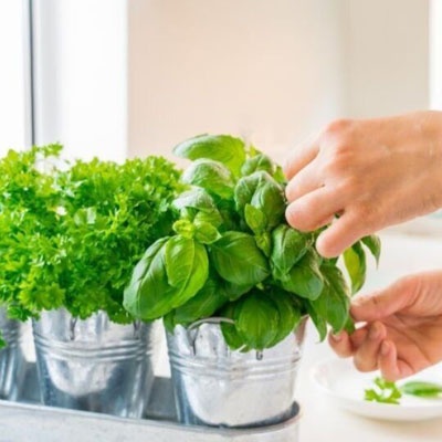 dia_del_padre_plantas_aromaticas dia_del_padre_plantas_aromaticas