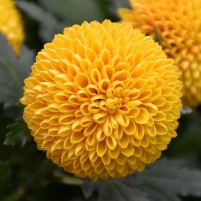 crisantemo-pompom-amarillo-400x400 crisantemo-pompom-amarillo-400x400