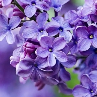 flores-violeta-324x324 flores-violeta-324x324