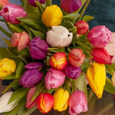 tulipanes-de-colores-flores-a-domicilio-430x430 tulipanes-de-colores-flores-a-domicilio-430x430