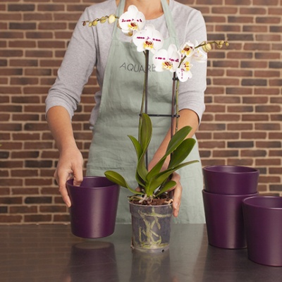 orquidea-blanca-cuidada-por-florista-430x430 orquidea-blanca-cuidada-por-florista-430x430