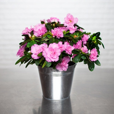 azalea-rosa-jarron-metalico-550x550 azalea-rosa-jarron-metalico-550x550