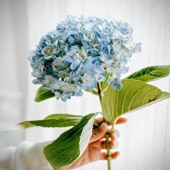 hortensia-en-mano-350x350 hortensia-en-mano-350x350