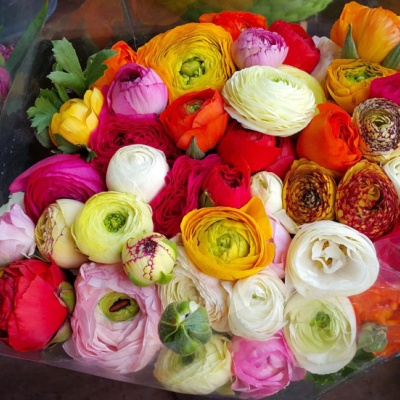 ranunculos_de_colores_varios ranunculos_de_colores_varios