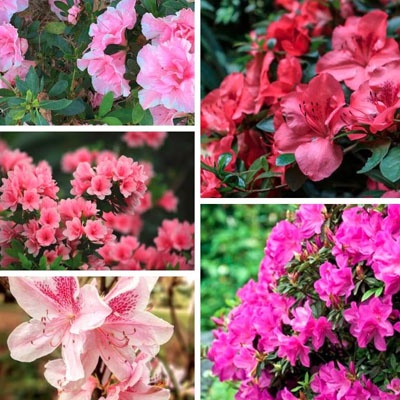 azaleas_variedades_400x400 azaleas_variedades_400x400