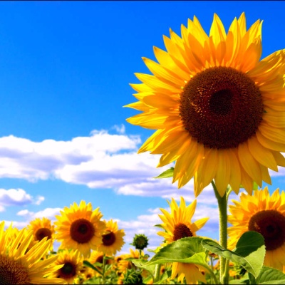 girasol_cielo girasol_cielo