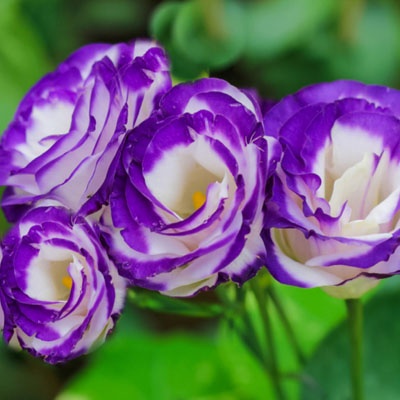 lisianthus_blanco_azul_400x400 lisianthus_blanco_azul_400x400