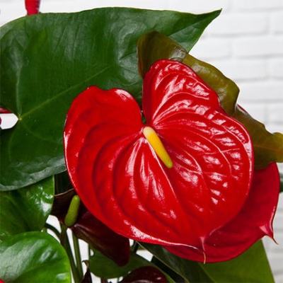 anthurium_430x430 anthurium_430x430