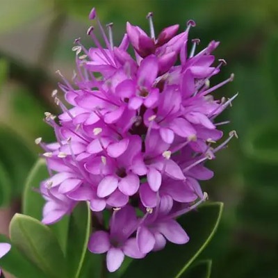 veronica_lila_400x400 veronica_lila_400x400