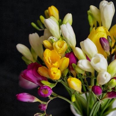 fresias_colores_fondo_negro_400x400 fresias_colores_fondo_negro_400x400