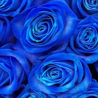 rosas_azules_2_400x400 rosas_azules_2_400x400