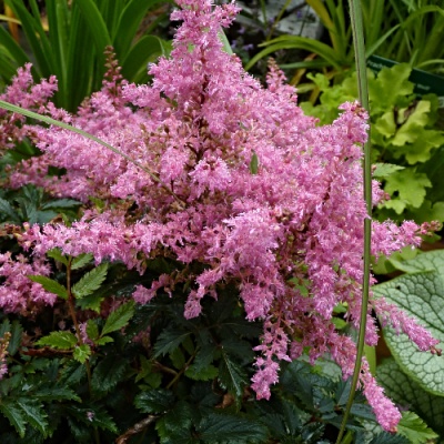 astilbe-japonica-400x400 astilbe-japonica-400x400