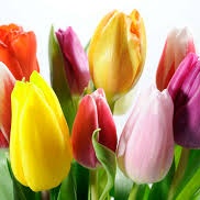 tulipanes-decolores tulipanes-decolores
