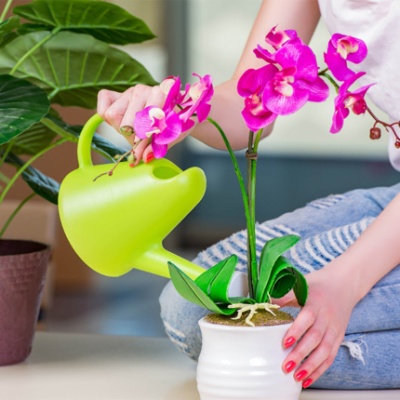 mujer-regando-orquidea-430x430 mujer-regando-orquidea-430x430