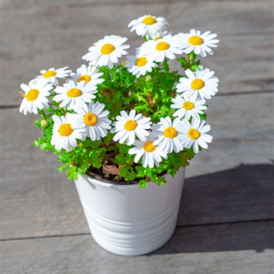 margaritas-jarron-blanco-440x440 margaritas-jarron-blanco-440x440