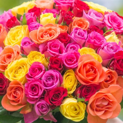 ¿Cómo cuidar las rosas?