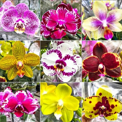 orquideas_diez_variedades orquideas_diez_variedades
