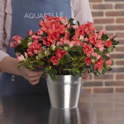 azalea-con-florista-430x430 azalea-con-florista-430x430