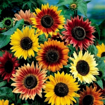 girasoles_colores girasoles_colores