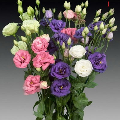 lisianthus_colores_400x400 lisianthus_colores_400x400