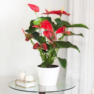 anthurium_decorativo_mesa_400x400 anthurium_decorativo_mesa_400x400