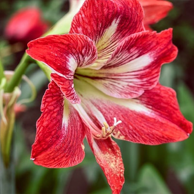 amaryllis_roja_400x400 amaryllis_roja_400x400