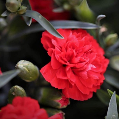clavel_rojo_400x400 clavel_rojo_400x400