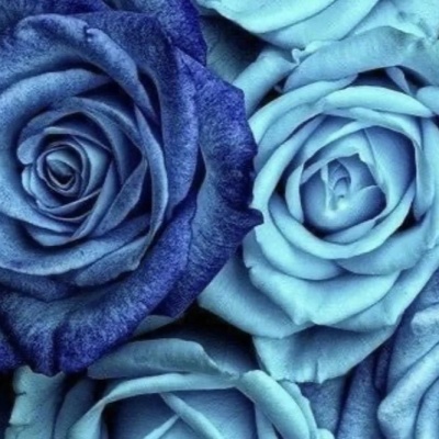 Rosas azules: significado, curiosidades