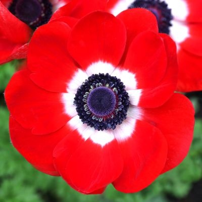 anemona-coronaria-400x400 anemona-coronaria-400x400