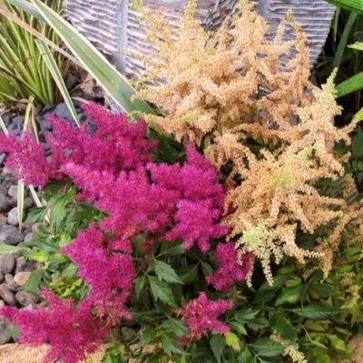 astilbe-x-arendsii-400x400 astilbe-x-arendsii-400x400
