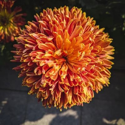 crisantemo-pompom-400x400 crisantemo-pompom-400x400