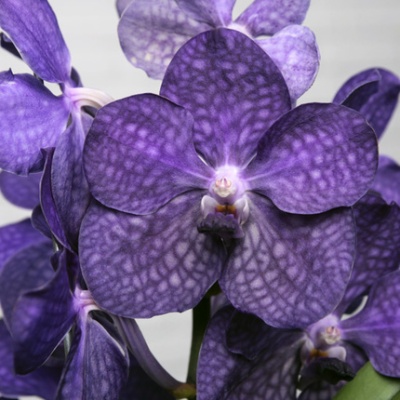 orquidea-vanda-violeta-430x430 orquidea-vanda-violeta-430x430