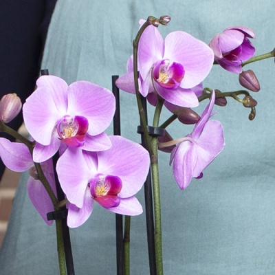 orquidea-violeta-330x330 orquidea-violeta-330x330