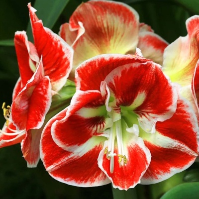 Amarilis